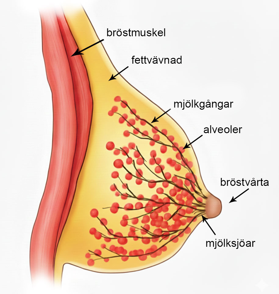 Bröst i genomskärning